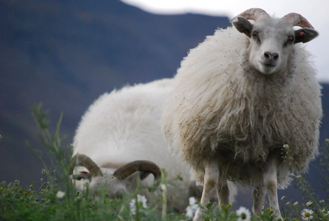 the-icelandic-sheep